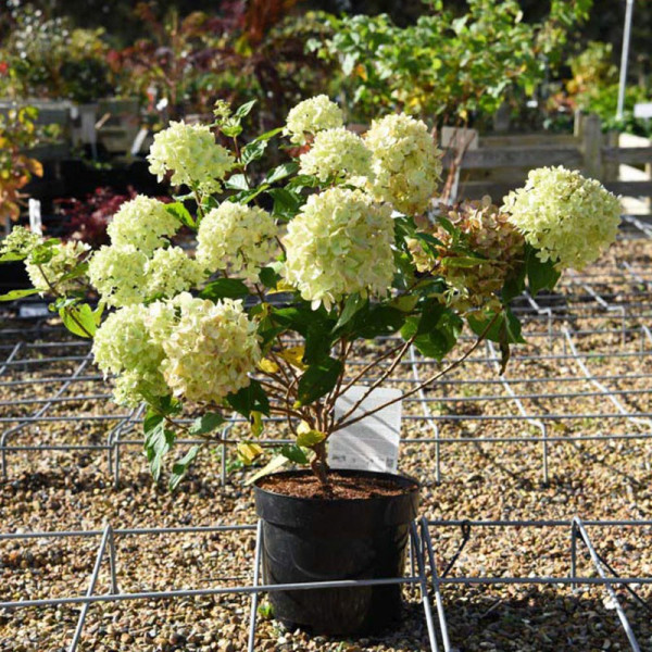 Buy Hydrangea paniculata Plant Little Lime Online - Green plants & flowering plants