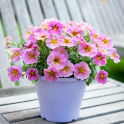 Super Petunia (beautical) Plants Sunray Pink