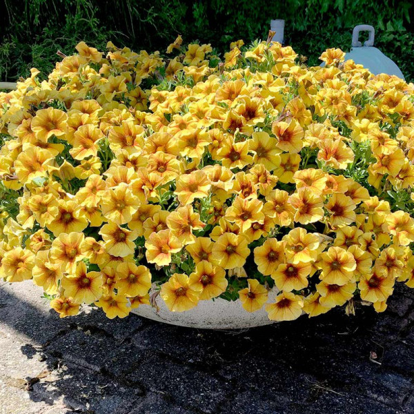 Buy Super Petunia (Beautical) Plants Caramel Yellow Online - Garden Plants & Bushes