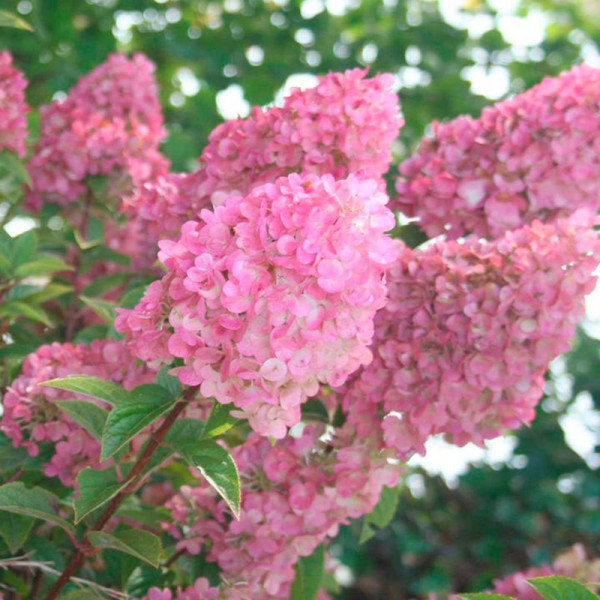 Buy Hydrangea paniculata Plant Sundae Fraise Online - Green plants & flowering plants