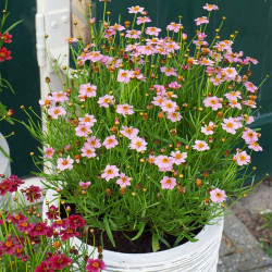 Coreopsis Plant Twinklebells Pink