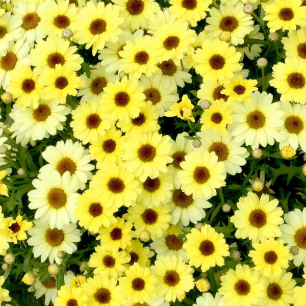 Buy Argyranthemum (Marguerite) Plant Gold Online - Green plants & flowering plants