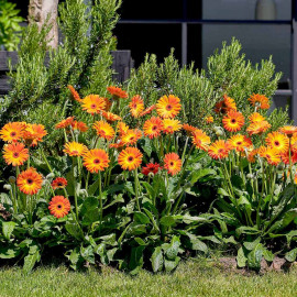 Gerbera Garvinea Plant Sweet Sunset