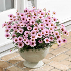 Argyranthemum Plants Grandaisy Pink