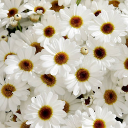 Argyranthemum Plants Grandaisy White