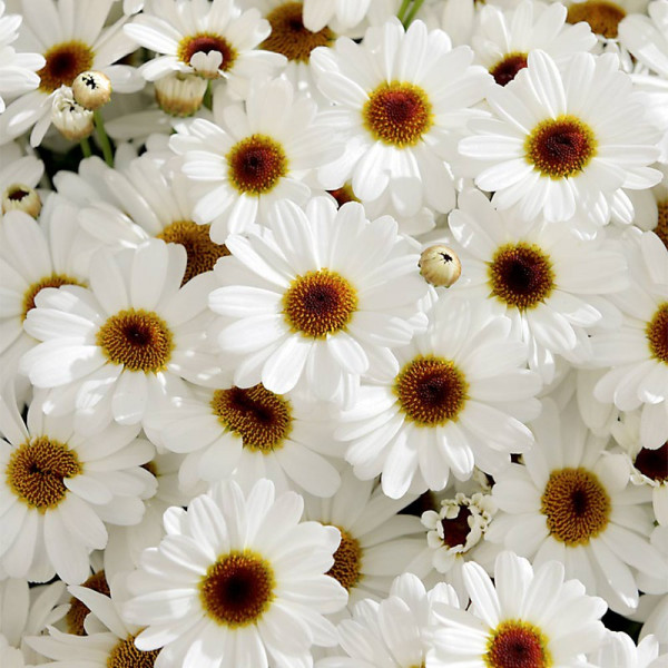 Buy Argyranthemum Plants Grandaisy White Online - Green plants & flowering plants