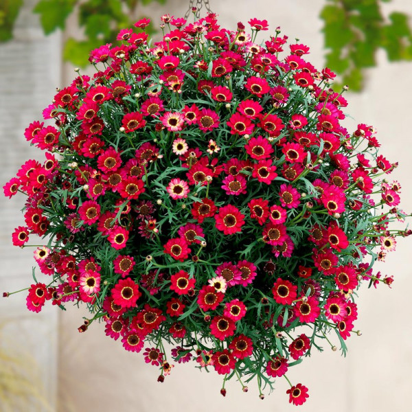 Buy Argyranthemum Plant Grandaisy Ruby Online - Green plants & flowering plants