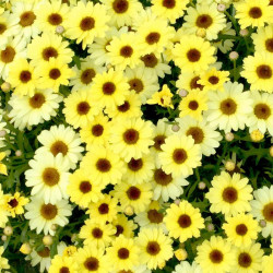Argyranthemum Plants Grandaisy Gold