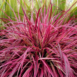Pennisetum Plants Fireworks