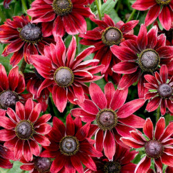 Rudbeckia Plants Cherry Brandy