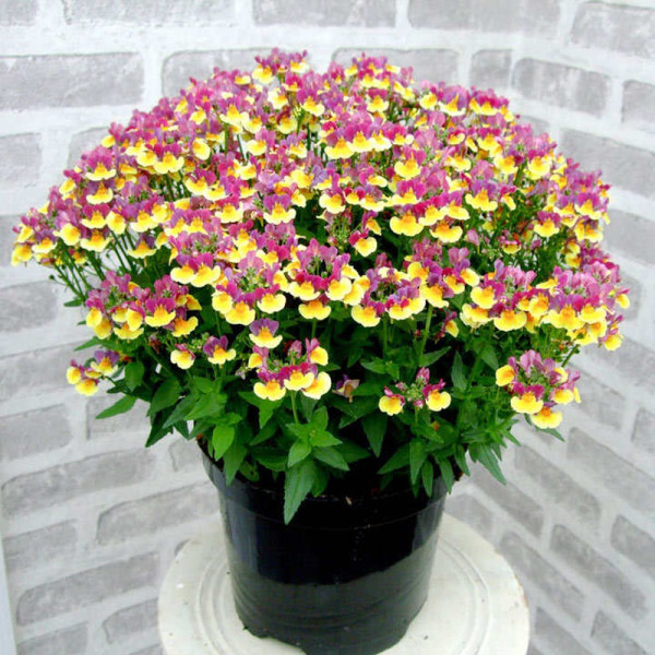 Buy Nemesia Plants Rhubarb & Custard Online - Green plants & flowering plants