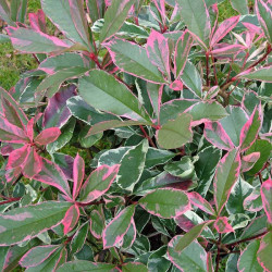 Photinia Fraseri Plant Pink Marble