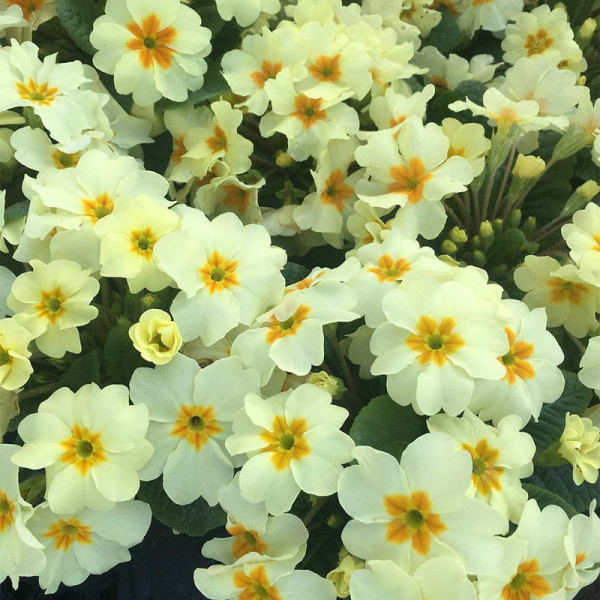 Buy Primula Plants Everlast Online - Green plants & flowering plants