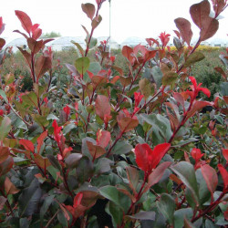Photinia Fraseri Plant Red Robin