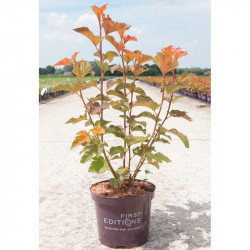 Physocarpus Opulifolius Plant Amber Jubilee