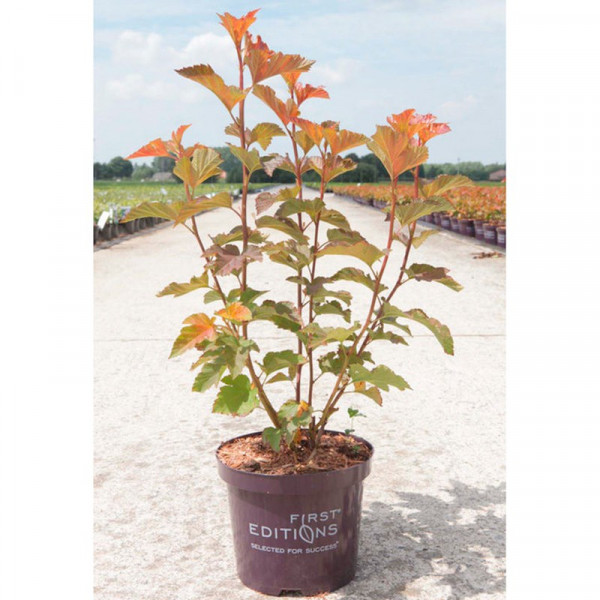 Buy Physocarpus opulifolius Plant Amber Jubilee Online - Green plants & flowering plants