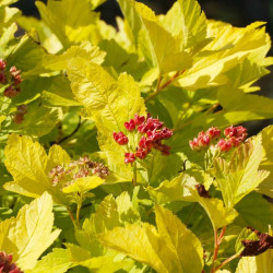 Physocarpus Opulifolius Plant Angel Gold
