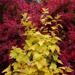 Physocarpus Opulifolius Plant Annys Gold