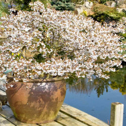 Prunus Incisa Plant Kojo No Mai Noble