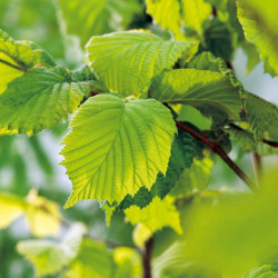 Corylus Avelana (hazel) Plants 2l Value Hedging Range