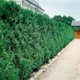 Thuja Atrovirens (western Red Cedar) Plants 2l Value Hedging Range