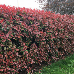 Photinia Red Robin (red Laurel) Plants 2l Value Hedging Range