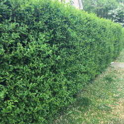 Ligustrum Vulgare (privet) Plants 2l Value Hedging Range