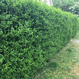 Ligustrum Vulgare (privet) Plants 2l Value Hedging Range