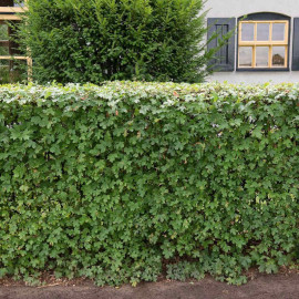 Acer Campestre (field Maple) Plants 2l Value Hedging Range