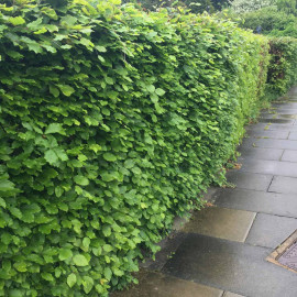 Fagus Sylvatica (green Beech) Plants 2l Value Hedging Range
