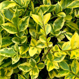 Ligustrum Aureum (golden Privet) Plants 2l Value Hedging Range
