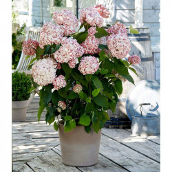 Hydrangea Arb. Plant Candybelle Bubblegum