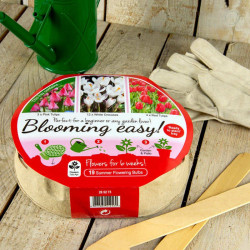 Plant O Tray Patio Preplanted Bulbs Tulips/crocus