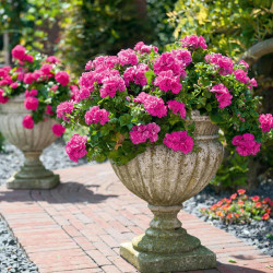 Geranium Great Balls of Fire Plants Pink