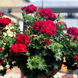 Geranium Great Balls of Fire Plants Deep Red