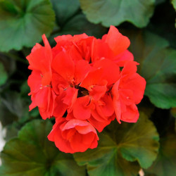 Geranium Big Ezee Plants Neon