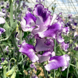 Sweet Pea Plants Night Sky