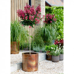 Lagerstroemia Standard Plant Berry Dazzle