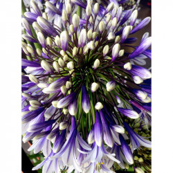 Agapanthus Plant Fireworks