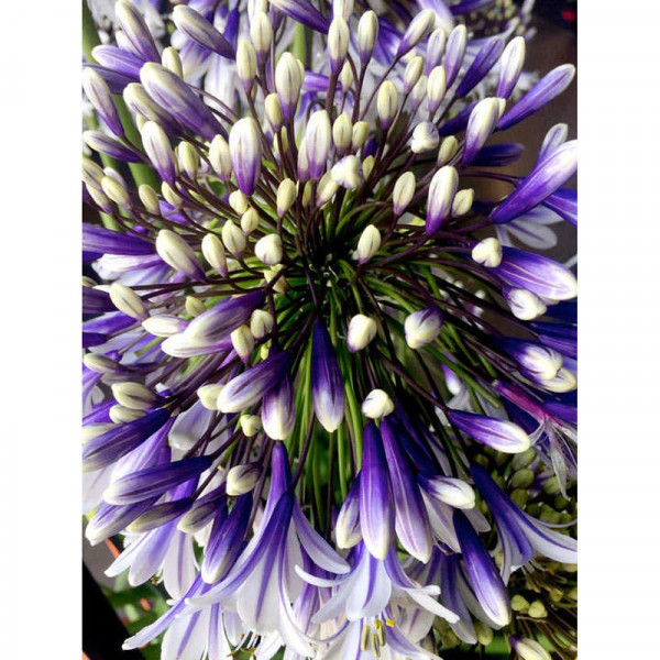 Buy Agapanthus Plant Fireworks Online - Green plants & flowering plants