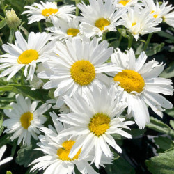 Leucanthemum Plant Madonna