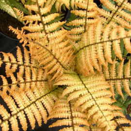 Dryopteris Wallichiana Jurassic Gold