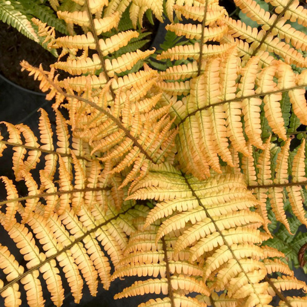 Buy Dryopteris wallichiana Jurassic gold Online - Green plants & flowering plants