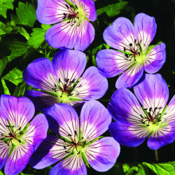 Geranium Plants Sweet Heidy
