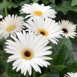 Gerbera Plant Sweet Frosting