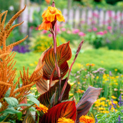 Canna Plant Tropicanna