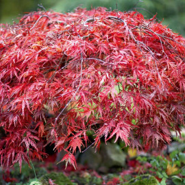 Bare Root Shrub Collection Twin Pack