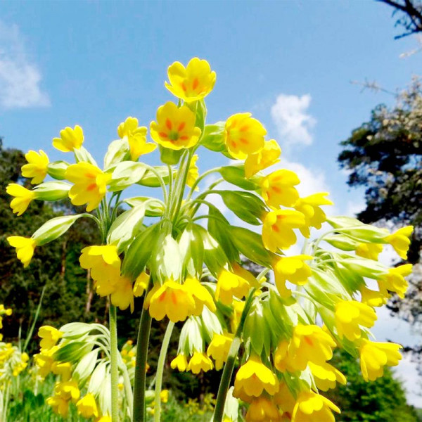 Buy Primula veris Plants Online - Green plants & flowering plants