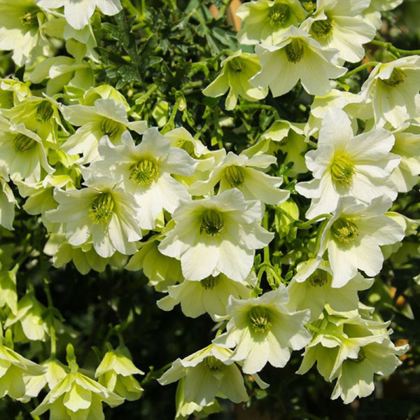 Buy Clematis Plant Early Sensation Online - Green plants & flowering plants Buy Clematis Plant Early Sensation Online - Green plants & flowering plants