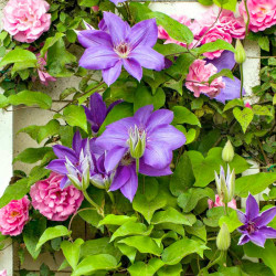 Clematis Plant Jackmanii